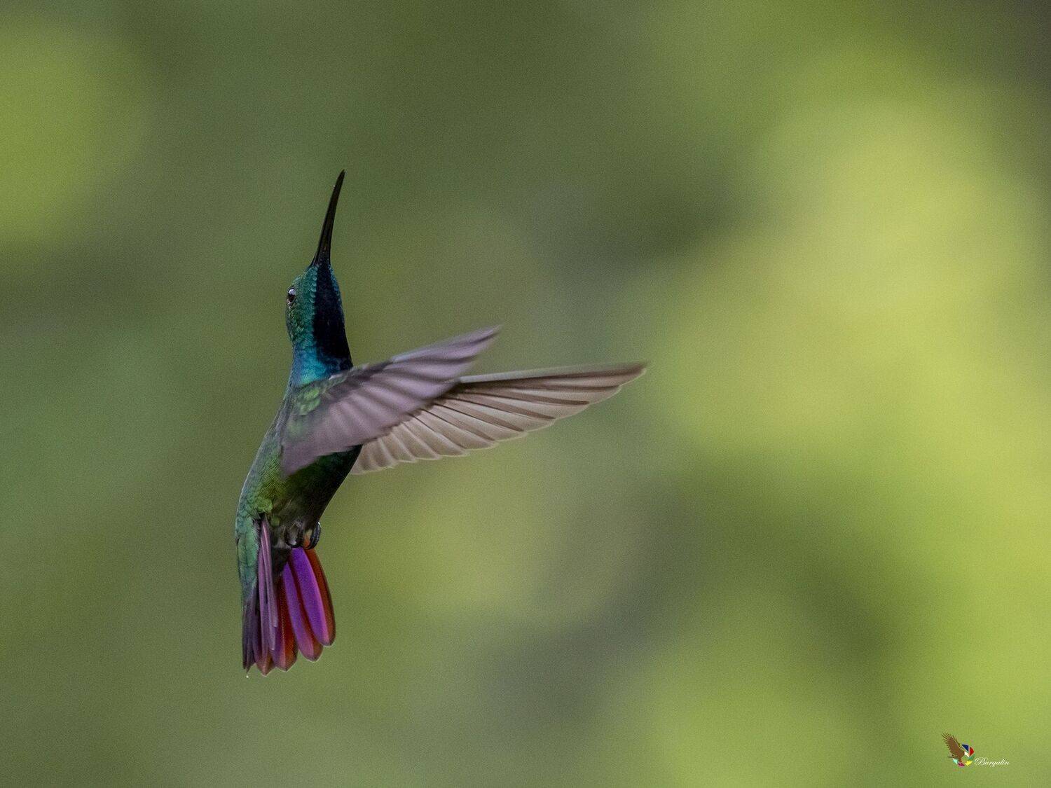 , Fernando Burgalin Sequeira