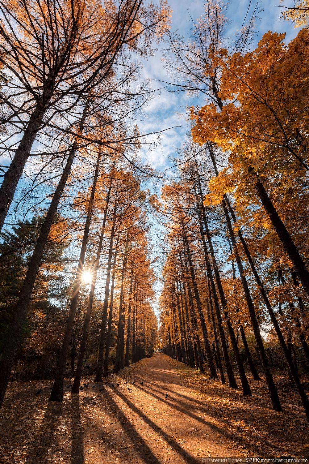 воронеж, осень, 2021, дендрарий, Евгений Бичёв