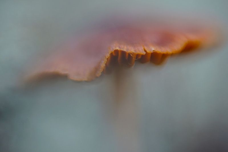 гриб поганка лес макро Живописные поганки фото превью