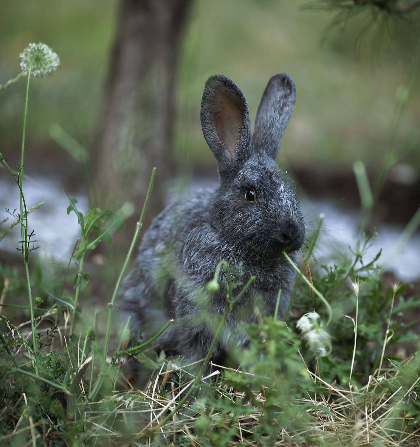 русак,зверёк, красавец,лето,природа,rusak, animal, beautiful, flower, nature, Юлия Стукалова