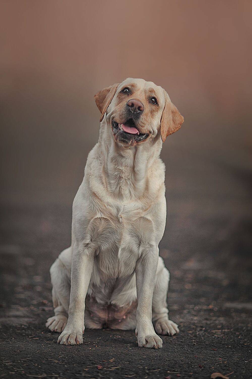 , Ксения Лысенкова