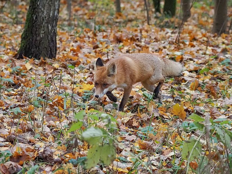 по следу фото превью