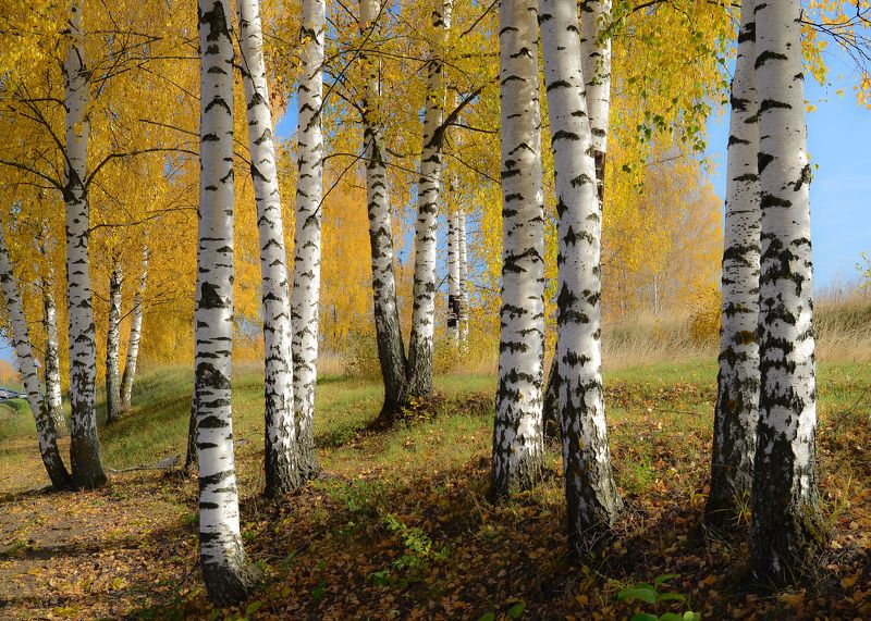 осень, природа, тишина, россия, подмосковье Золотая осень. фото превью