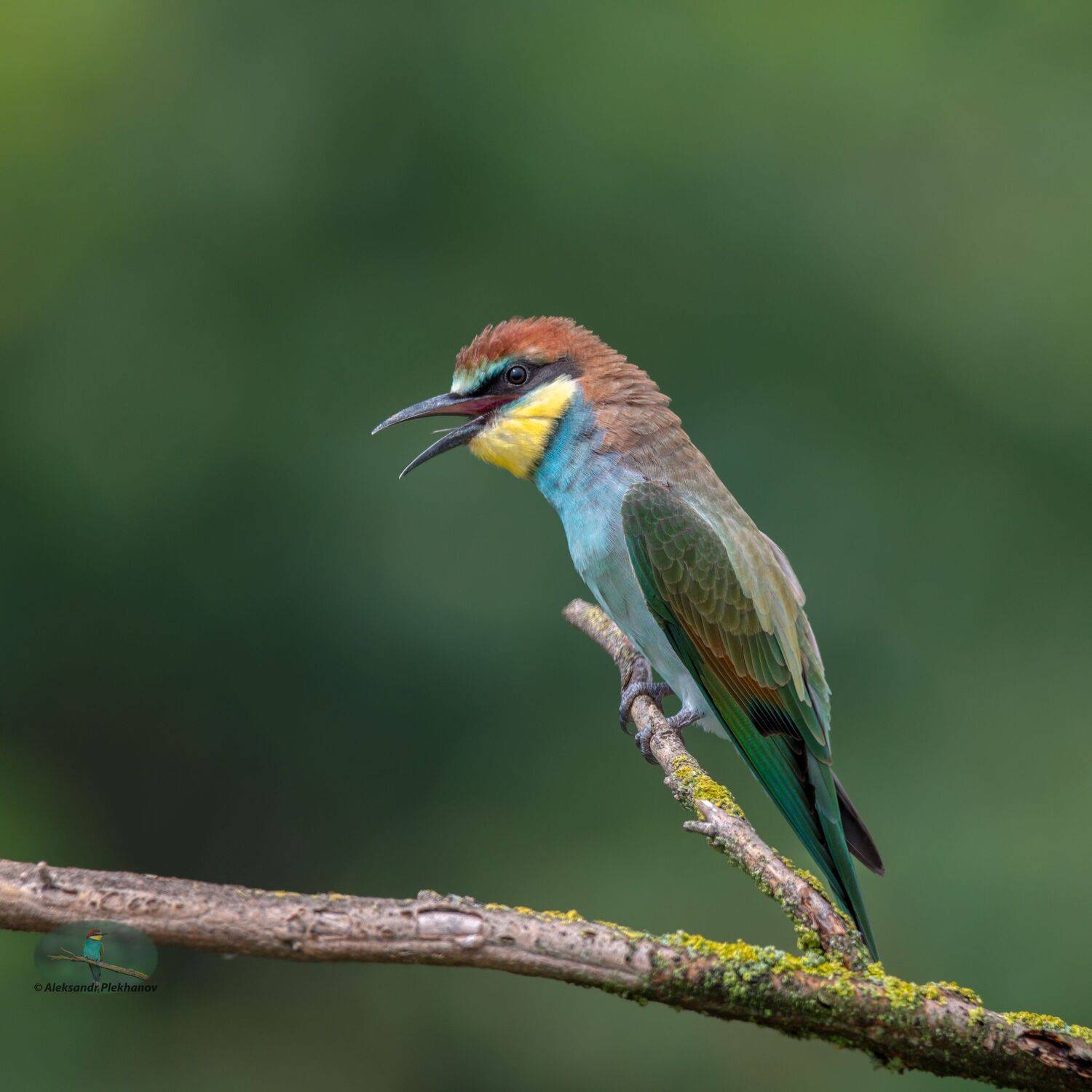 , Alexander Plekhanov