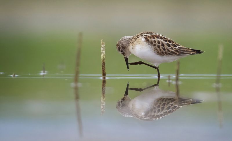 Calidris minuta фото превью