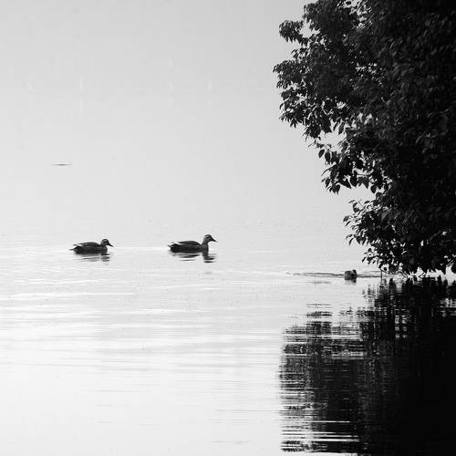 A hundred years of loneliness