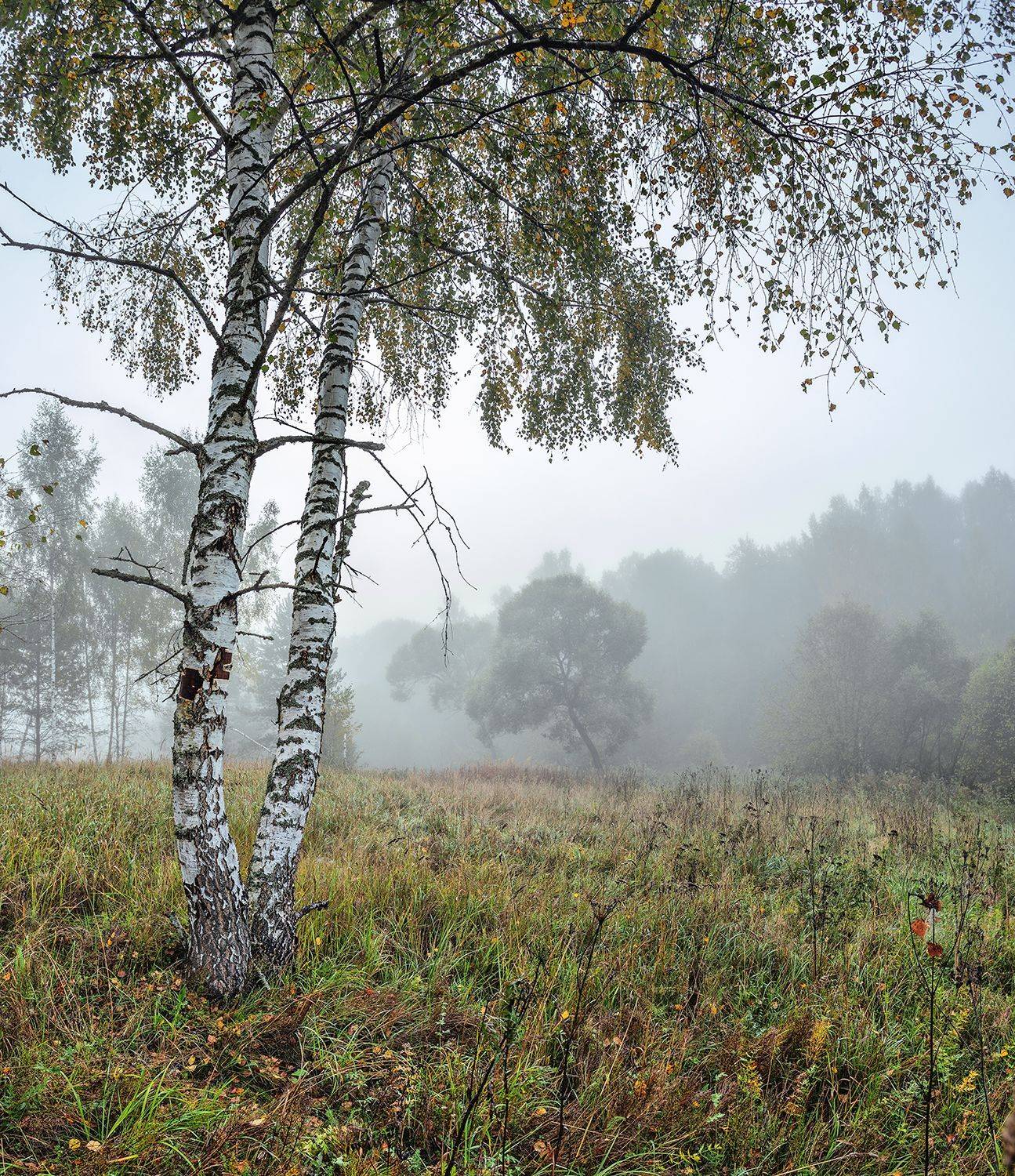 , Николай Андреев