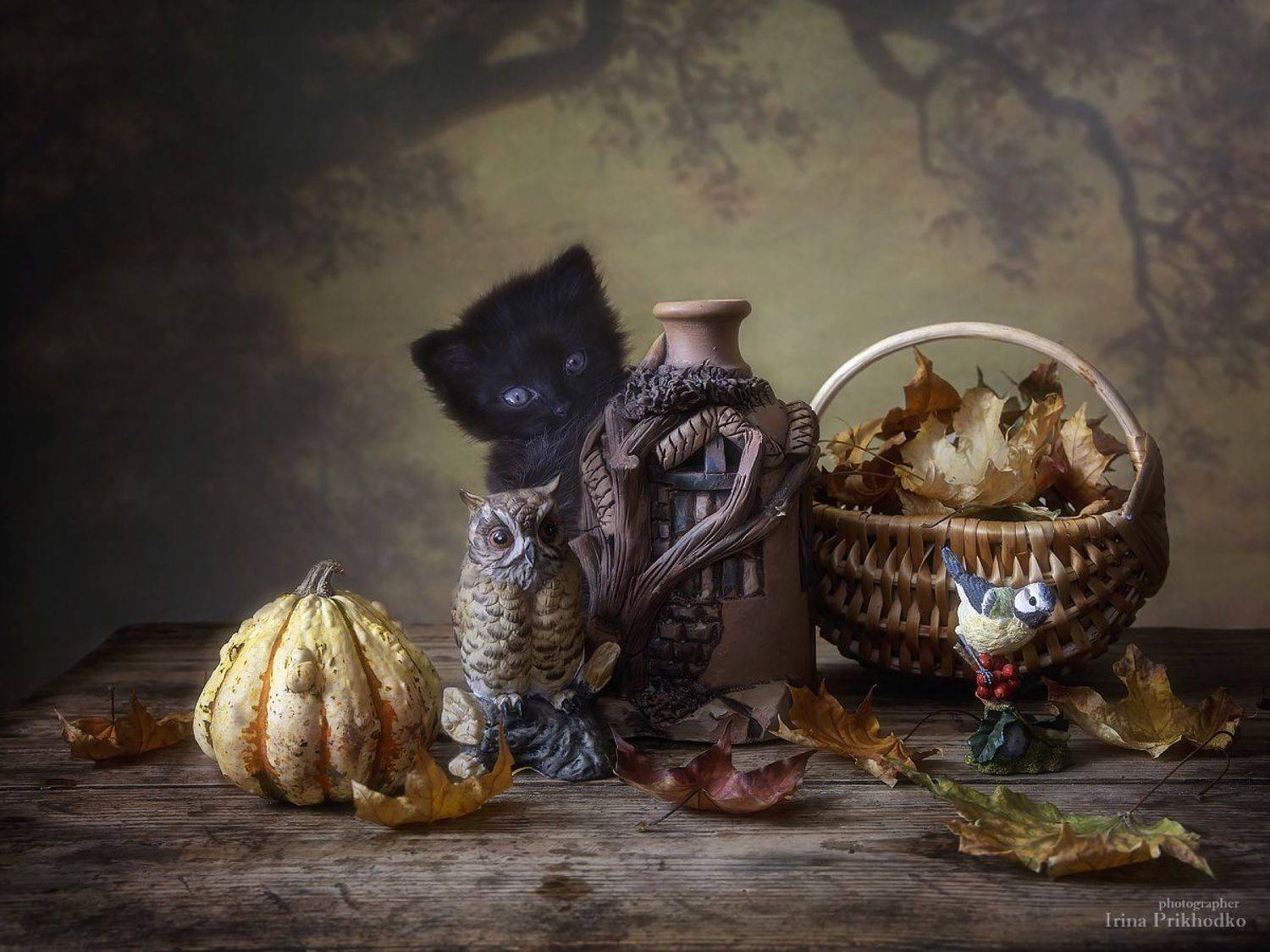 постановочное фото, домашние животные, котята, Хэллоуин, прикольные картинки, тыквы, осень, Ирина Приходько