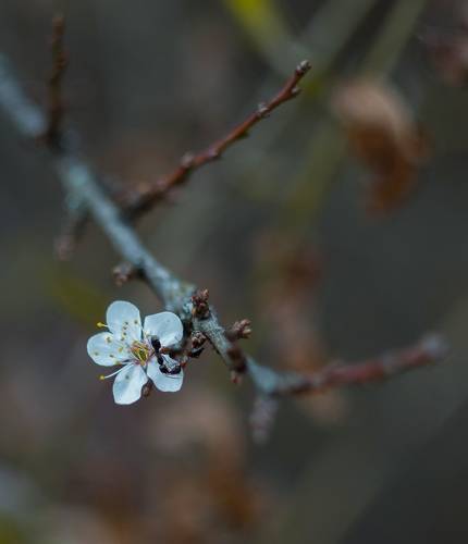 Осенний поцелуй.