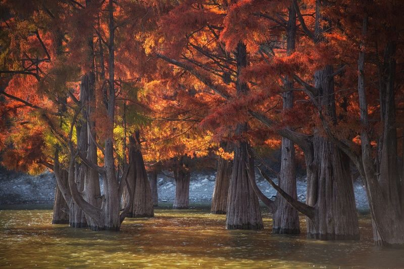 Кипарисы фото превью