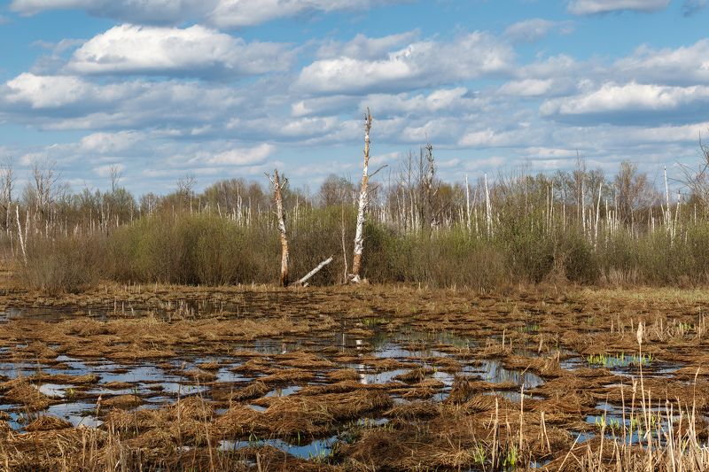 пейзаж Топь фото превью