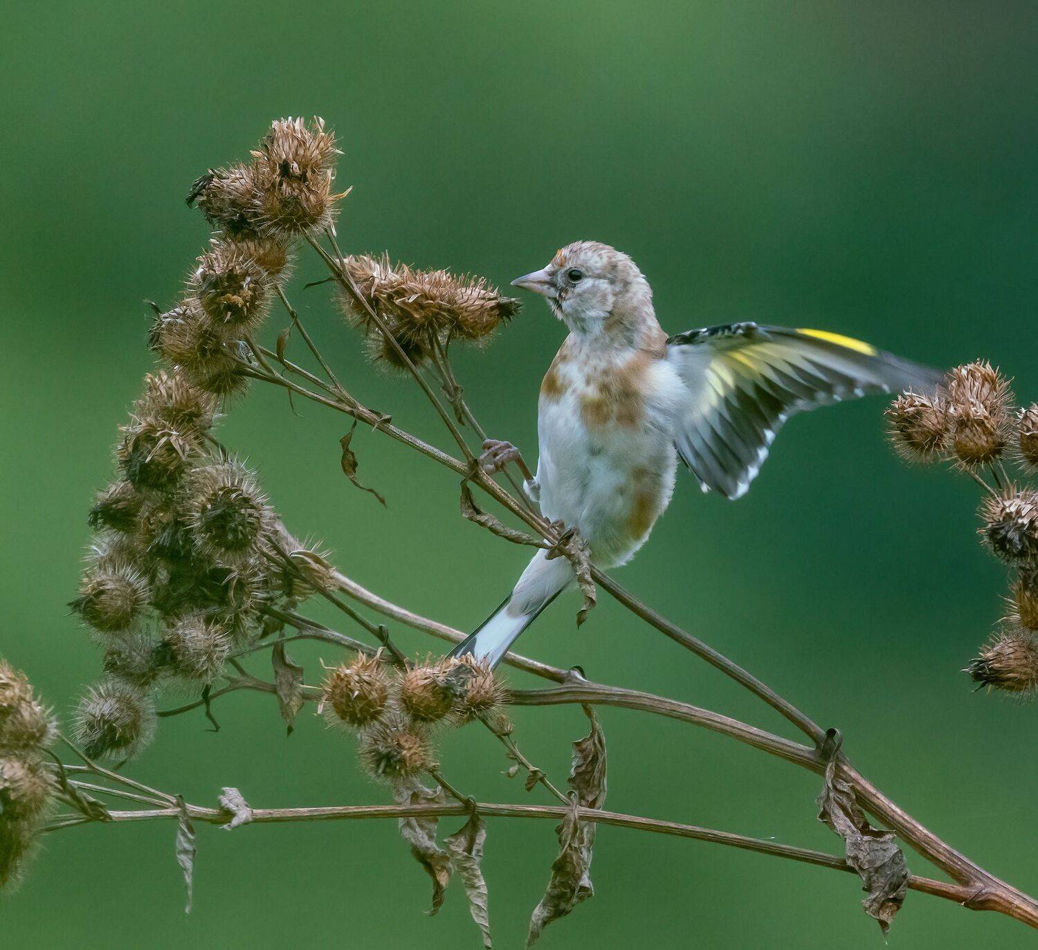 , Константин Дэм