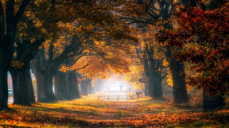 autumn 2021, avenue, trees, maples, bench, road, autumn leaves, light, fog, morning, October 2021 Autumn colored trees in the morning light фото превью