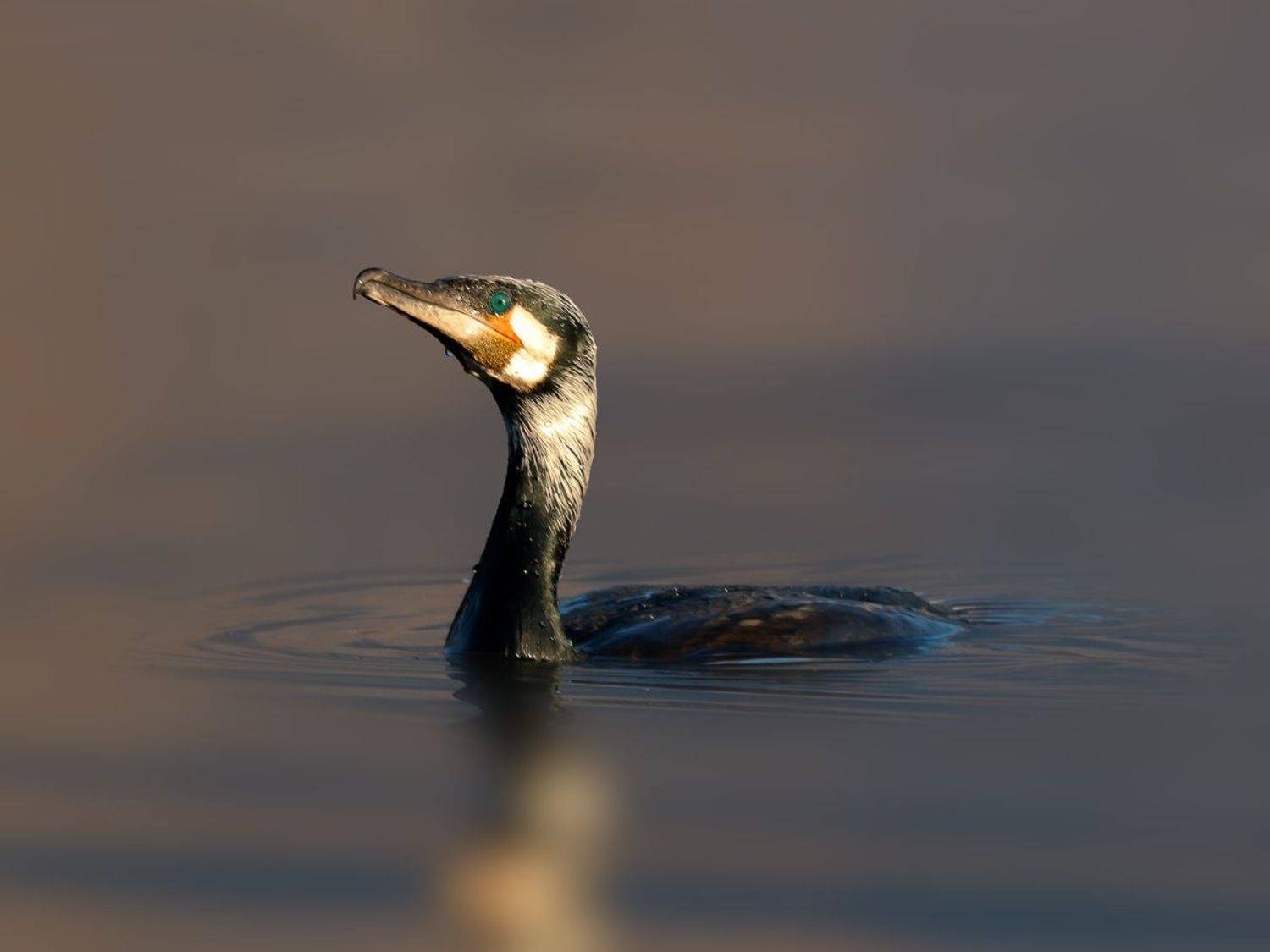 , Георги Славов