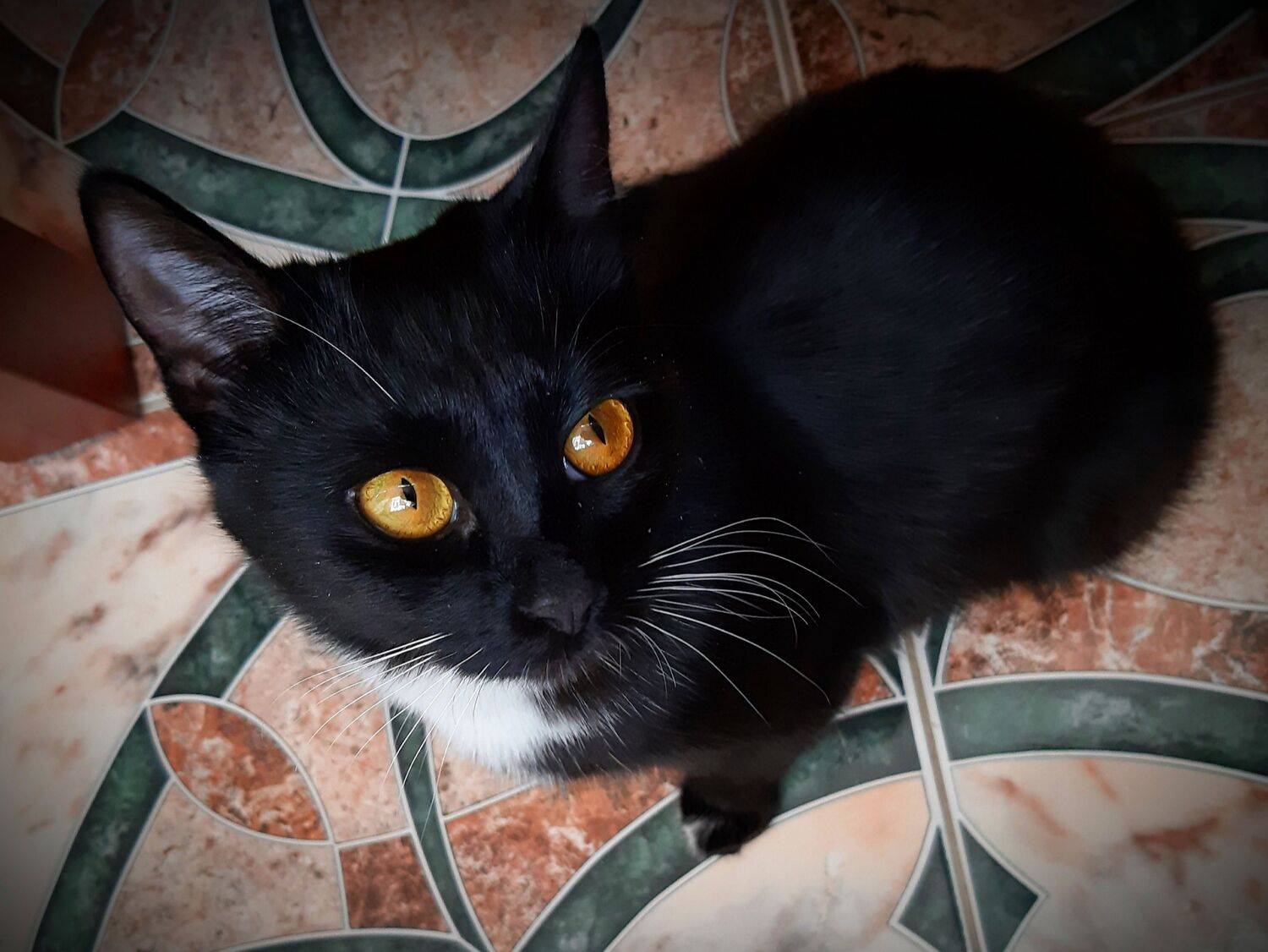 Кошка, Maria V. Gorskaya