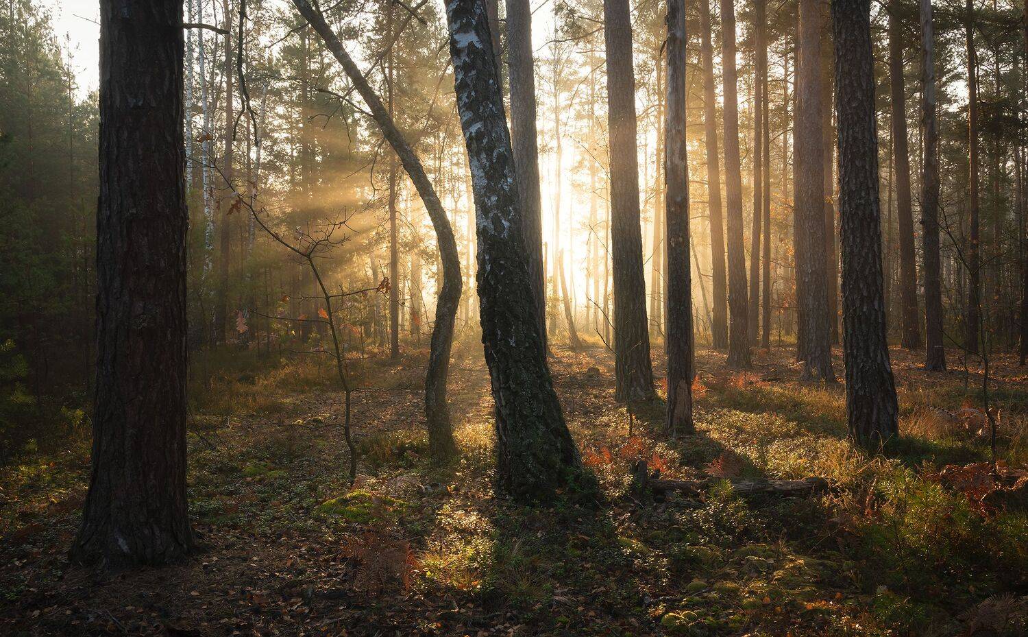 , Дмитрий Захаров