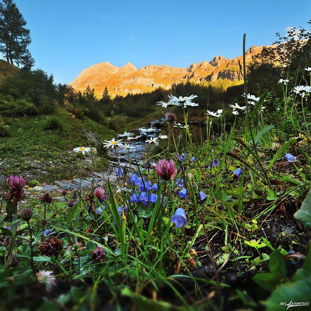 swiss, Матвеев Николай