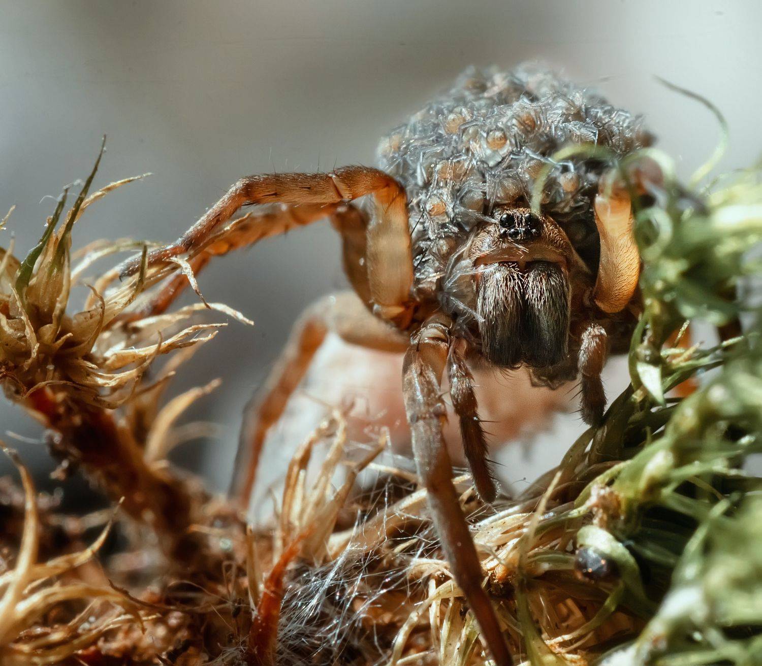 , Тарасова Ольга