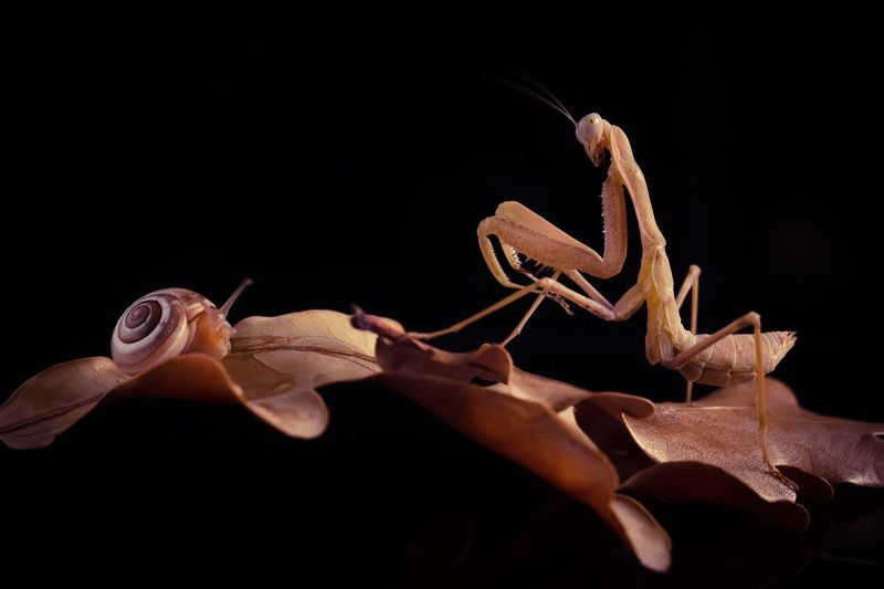 богомол, улитка, макро, животные, осень, snail, mantis Богомол vs Улитка фото превью