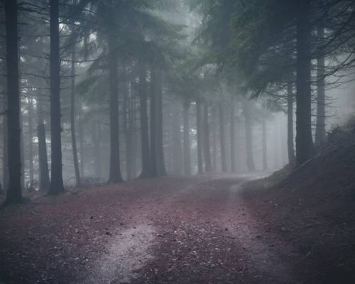 Deep in the forest