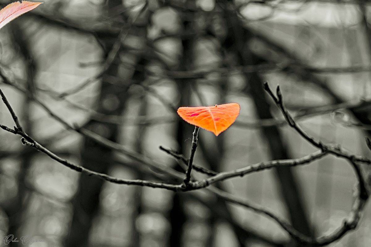 , Орлов Олег