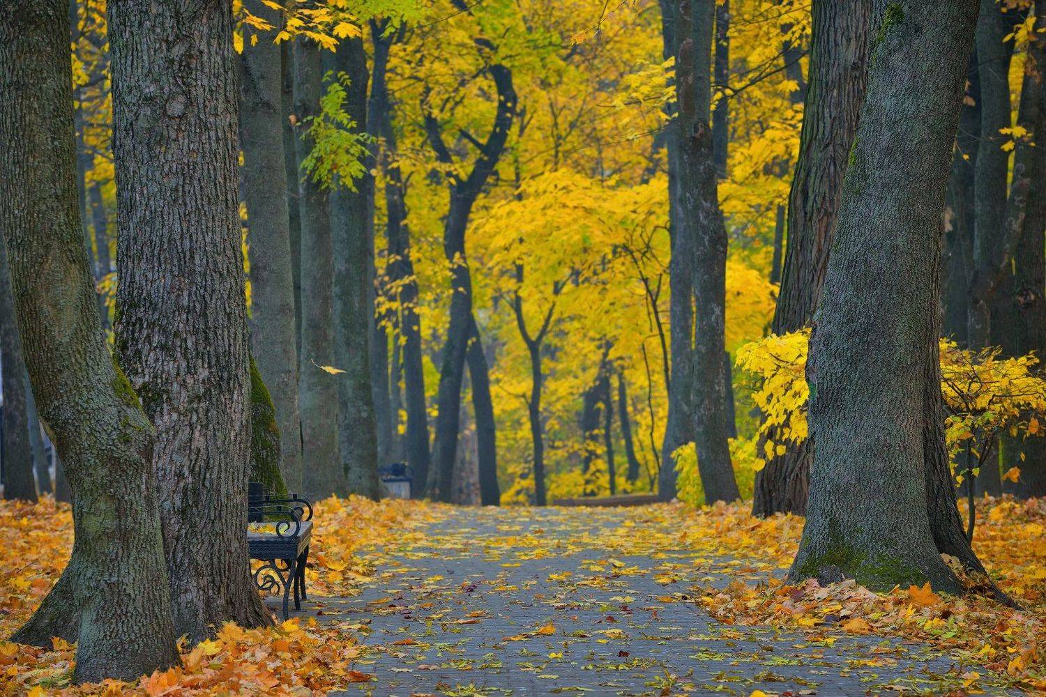 , Никитин Николай