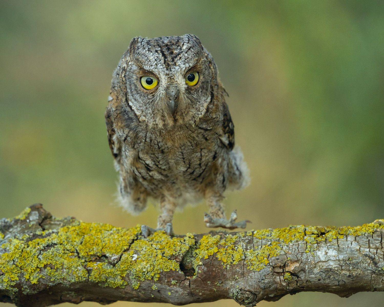#сова#сплюшка#птица, Oleg Chystyakov