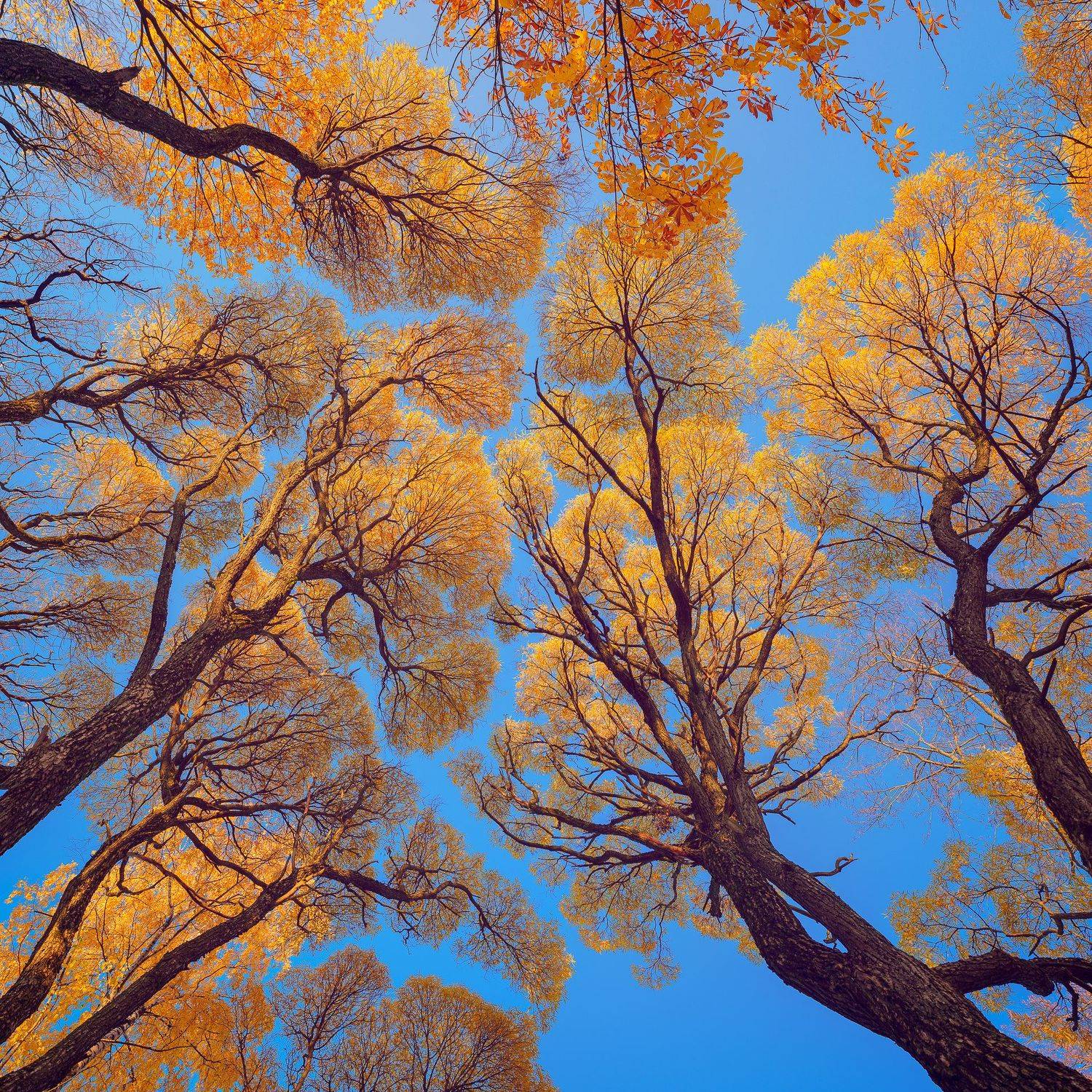 , Андрей Кучеров