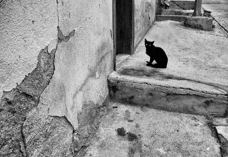 Black Cat фото превью