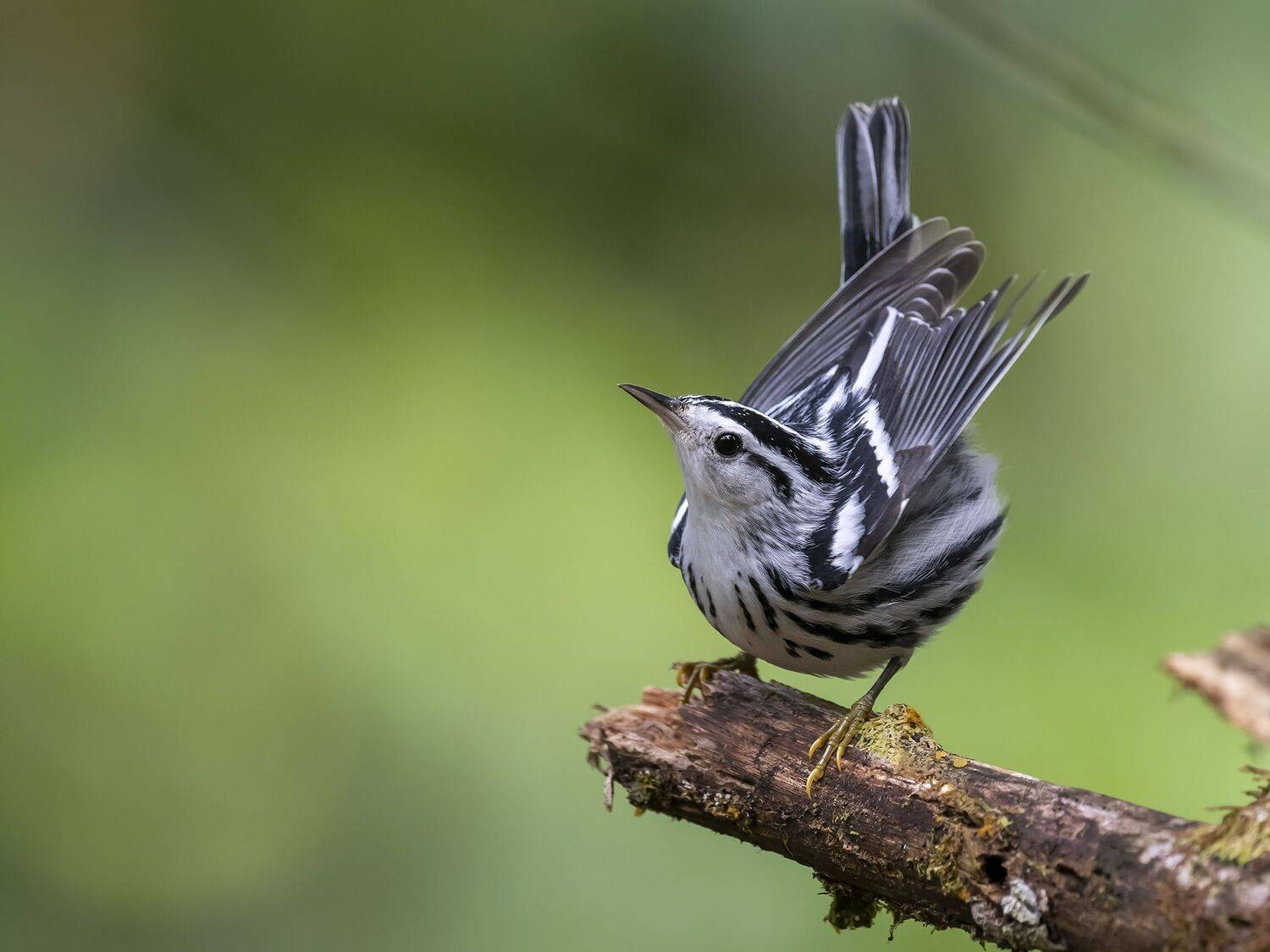 , Fernando Burgalin Sequeira