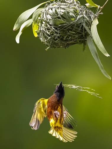 Building Nest