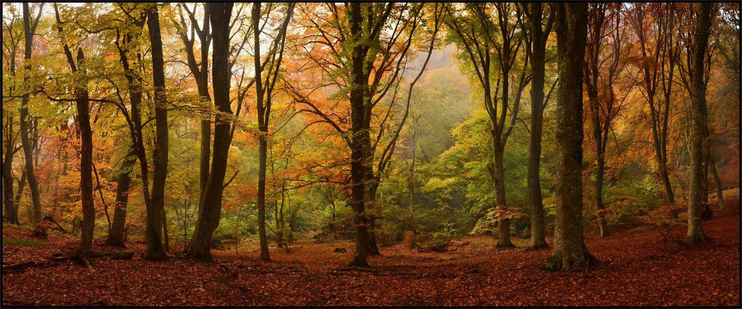 , Владимир Метцгер