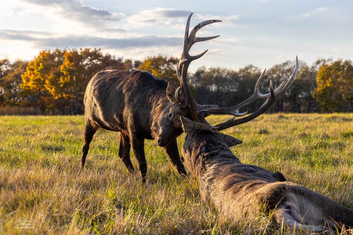 , Александр Санин