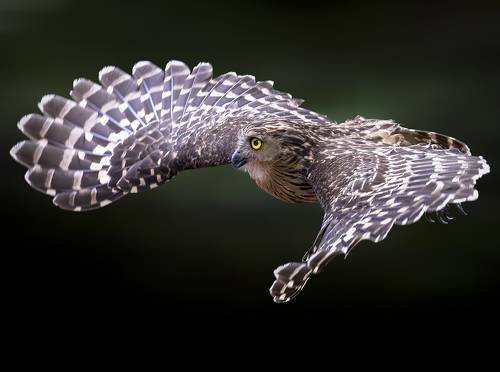 Buffy Fish Owl in flight