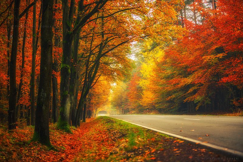 landscape, poland, light, autumn, awesome, amazing, sunrise, sunset, lovely, nature, travel, forest, trees, orange, road, colors, leaves Road in the forest фото превью