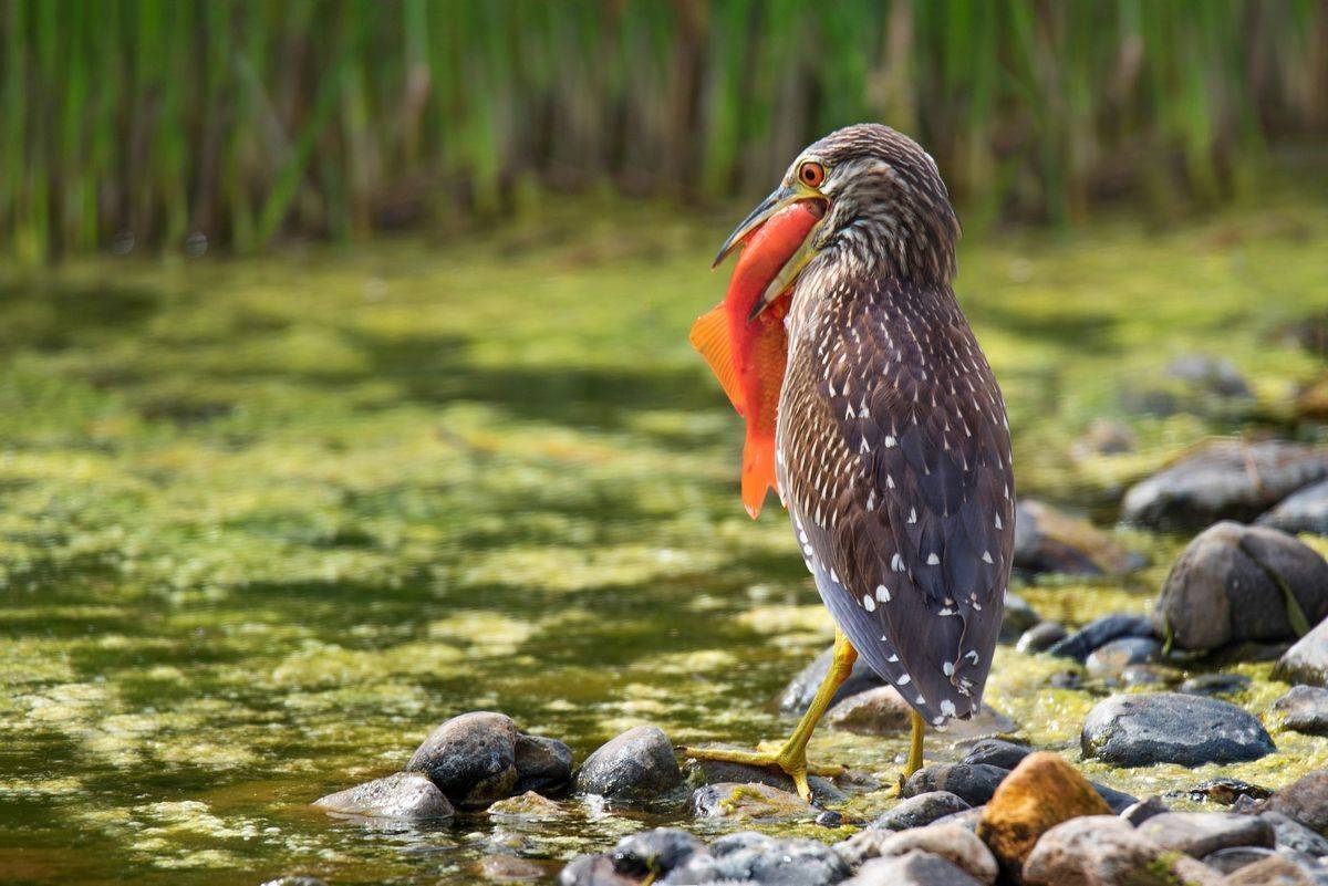 , Людмила Бекман