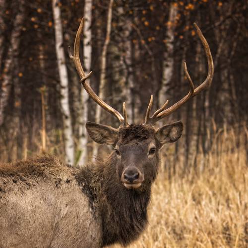 Красавец-олень.