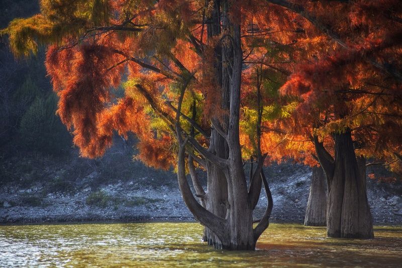 Болотный Кипарис фото превью