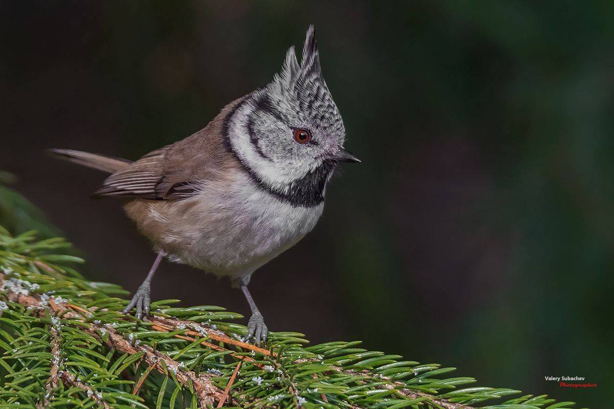 , Валерий Субачев