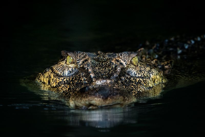 crocodile Killer on the lose фото превью