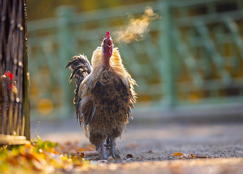 Cock фото превью