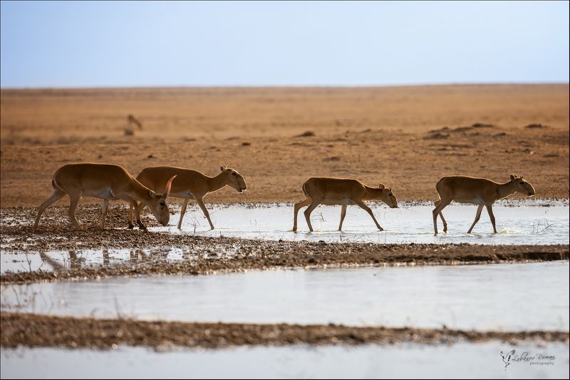 сайгак, заказник, степной, пересвет, лобанов * * * фото превью