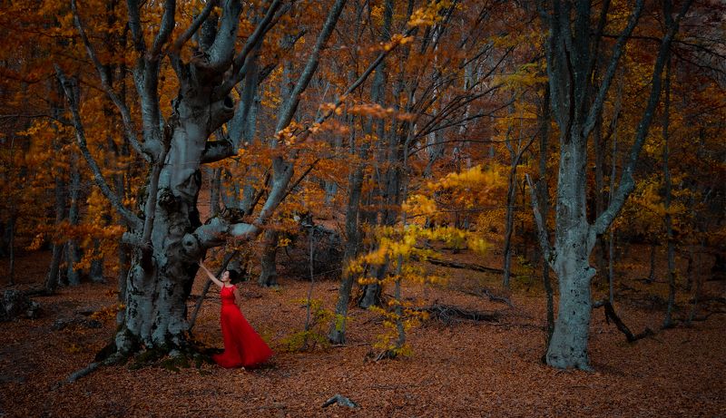девушка, лес, крым, демерджи, осень, золотая, красное, платье, girl, crimea, forest, demerdji, forest, ladyinred Lady In Red фото превью