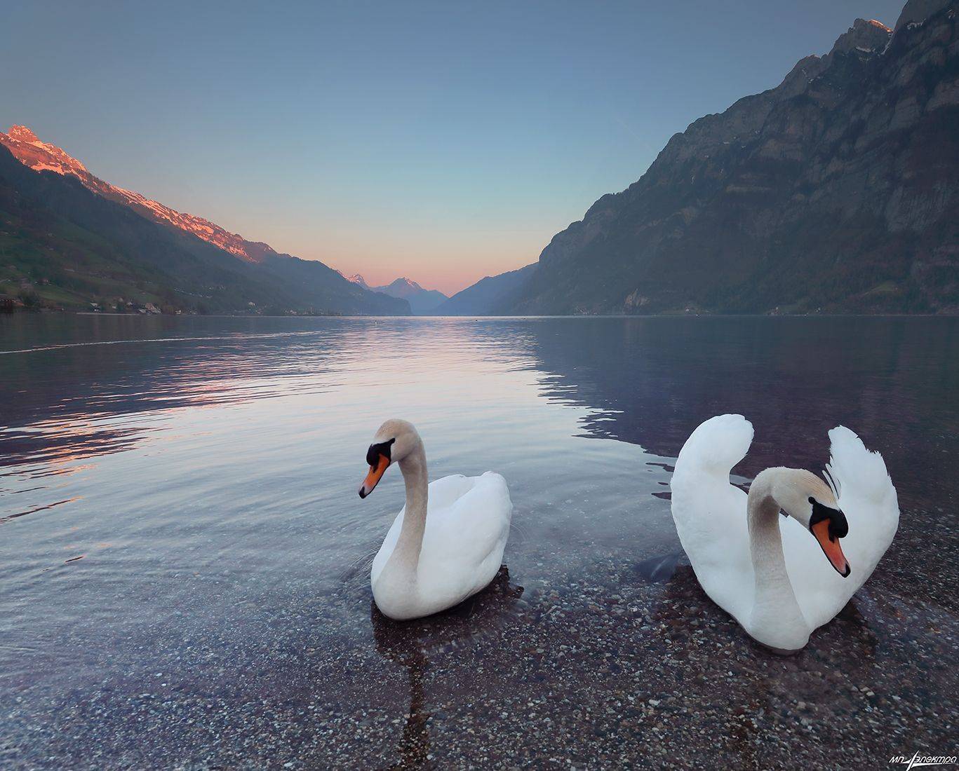 swiss, Матвеев Николай
