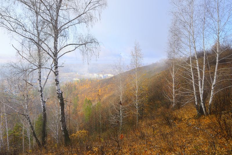 Опали листья. фото превью