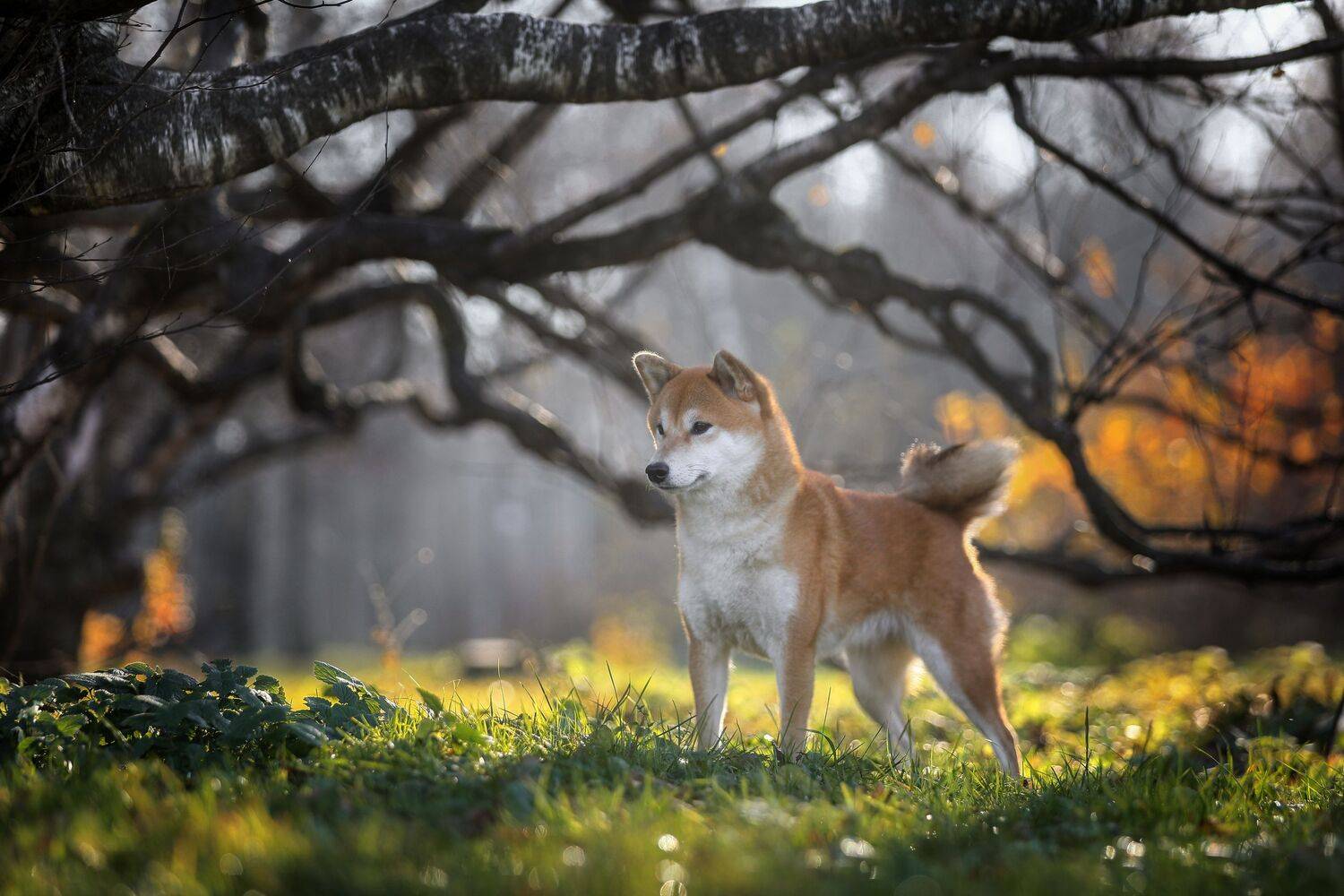 , Андрей Ершов