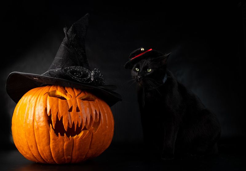хэллоуин, кот, чёрный кот, black cat, cat, животные, кузя, нalloween Хэллоуин с чёрным котом - Happy Нalloween фото превью