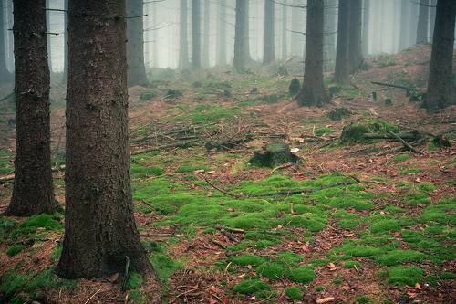 Autumn, forest and fog - magic