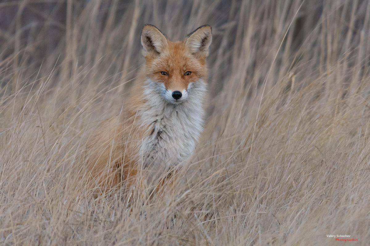 , Валерий Субачев