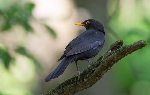 Чёрный дрозд